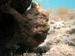 Frogfish

It is probably Antennarius multiocellatus. Ta... by Carlos G. Munoz 